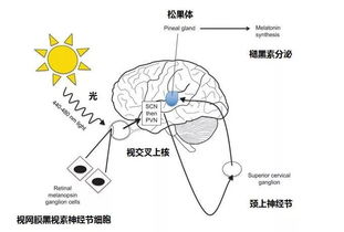 警惕 助眠产品褪黑素长期服用可致不孕 要想睡得好,就吃酸枣