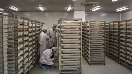 全球最大蚊子养殖工厂 每日2500万只的绝育之战