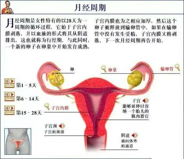 女性不孕症的常见原因探究